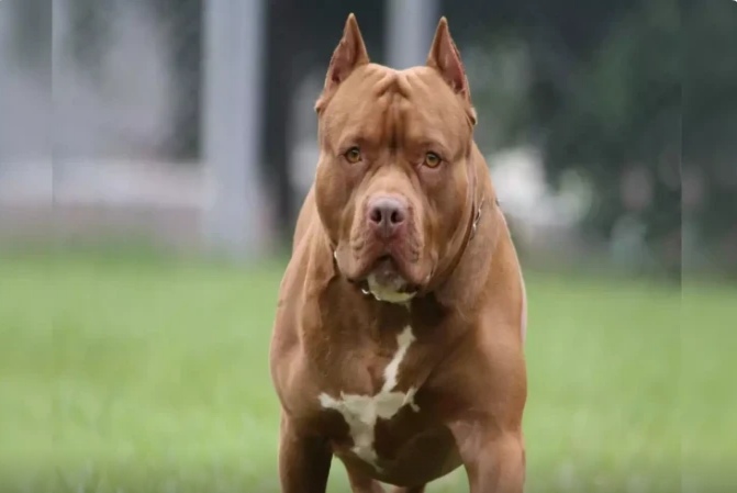 Braziliyada pitbull 2 yaşlı qızı öldürdü
